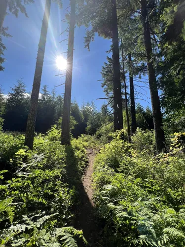 Best hikes 2024 tillamook state forest