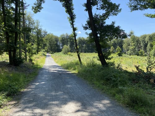 Naturwaldzelle Königsforst und Wildniswald
