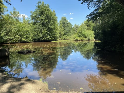 Naturwaldzelle Königsforst und Wildniswald
