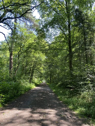 Naturwaldzelle Königsforst und Wildniswald