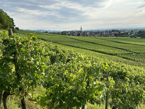 Weinbergsrunde ab Grunern