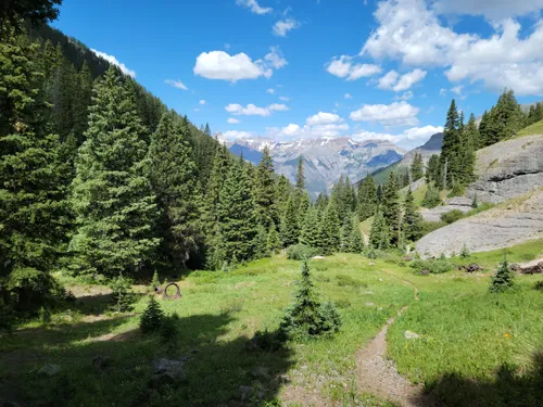 Wildflowers in Ouray, Colorado — Visit Ouray