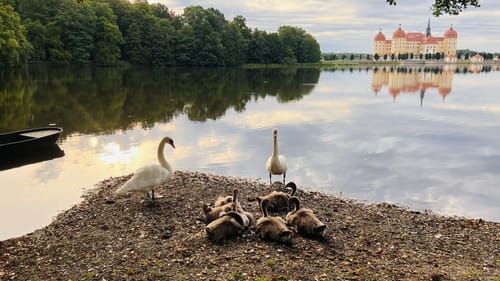 Moritzburger Teichwanderung