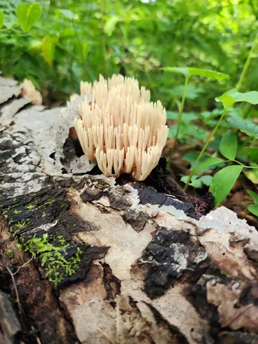 2023 Best Backpacking Trails in Otter Lake | AllTrails