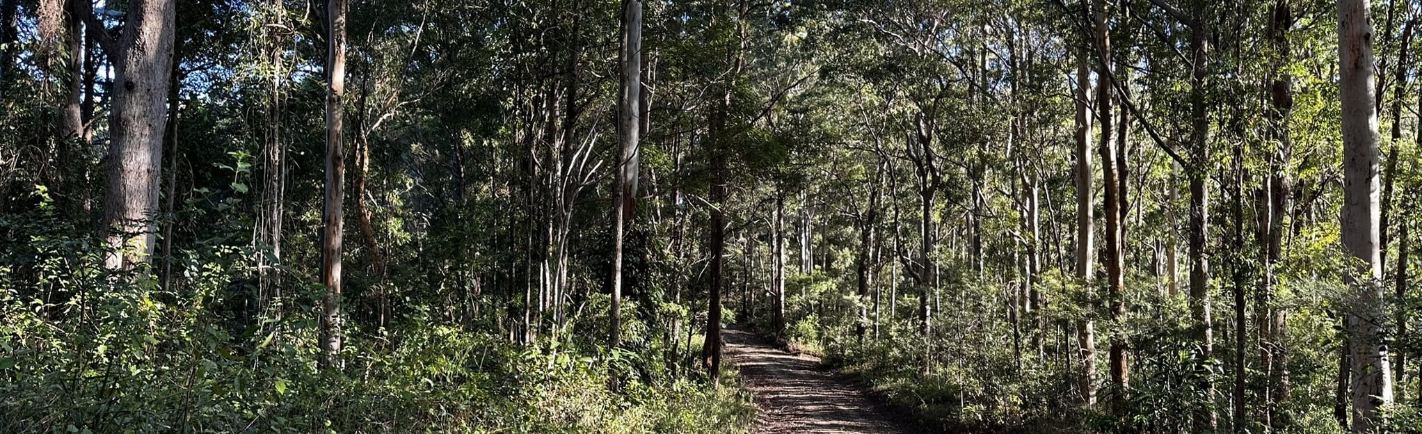Whoa Boy Track Loop via Cabbage Tree Range Track: 14 Reviews, Map ...