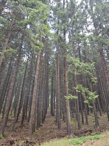 EifelSchleife Moorpfad Dahlem