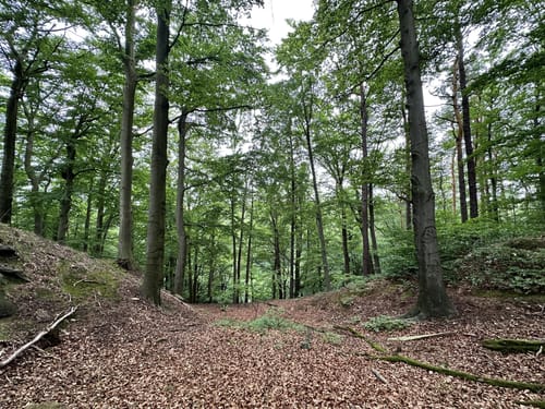 Auf den Schlossberg in Bad Schandau