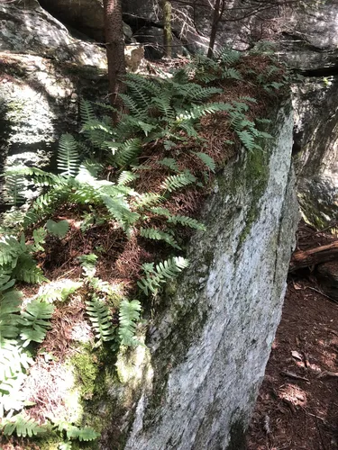 2023 Best Wild Flowers Trails in Belvidere Center AllTrails