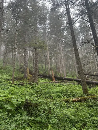 Best Hikes and Trails in Haines State Forest | AllTrails