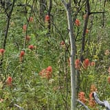 Mount Haggin Trail, Montana - 44 Reviews, Map | AllTrails