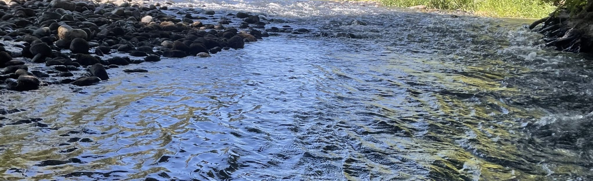 Bucoda to Fort Borst via Skookumchuck River Paddle Trail 4 Reviews