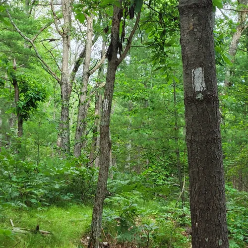 Best Historic Site Trails in White Cloud AllTrails