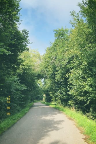 Webenheimer Schmetterling