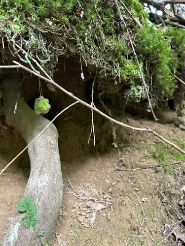 Von Döttesfeld durchs Grenzbachtal