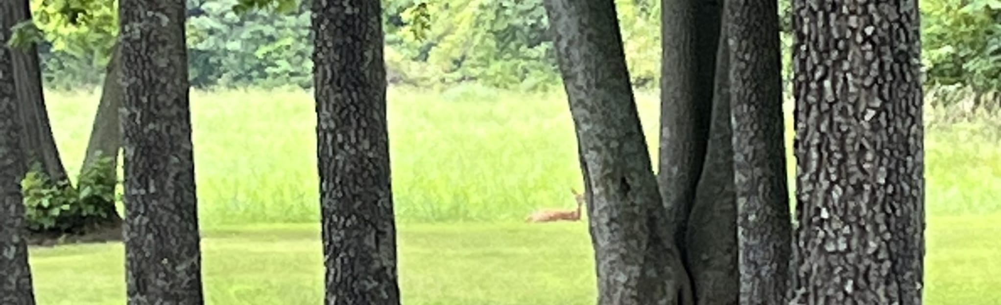 Blue and Gray Park Orange Route 33 Reviews, Map Missouri AllTrails