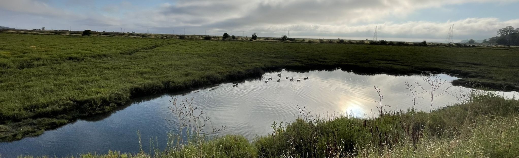 San Venetia Marsh Levee Trail, California - 229 Reviews, Map | AllTrails