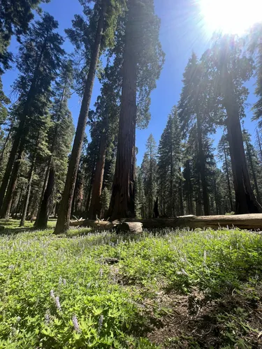 Sequoia national 2025 park alltrails