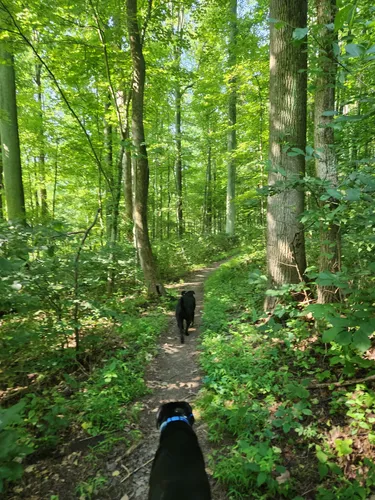 boyce park mountain bike trails