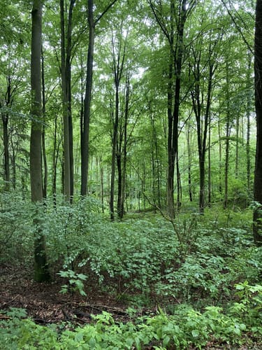 Hemsbach - Das Wanderdreieck an der Badischen Bergstraße