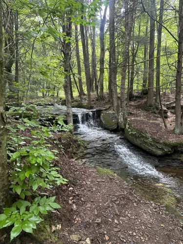 10 Best Hikes and Trails in Tioga State Forest | AllTrails