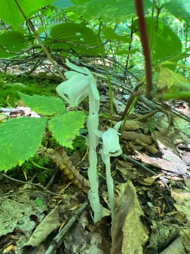 2023 Best Backpacking Trails in Jonesville AllTrails