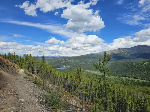 Guide to Wildflowers in Breckenridge - Breckenridge, Colorado