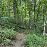 Archers Fork Trail, Ohio - 609 Reviews, Map | AllTrails