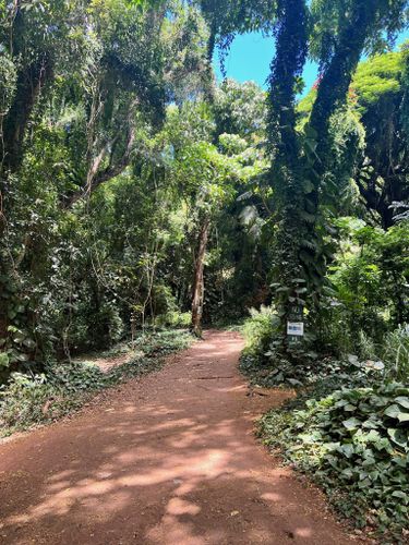 Honolua Jungle, The jungle on the pathway to Honolua Bay, mikebelgard@sbcglobal.net