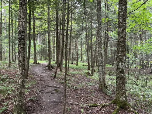 Best Hikes and Trails in St. Johnsbury Vermont Town Forest | AllTrails