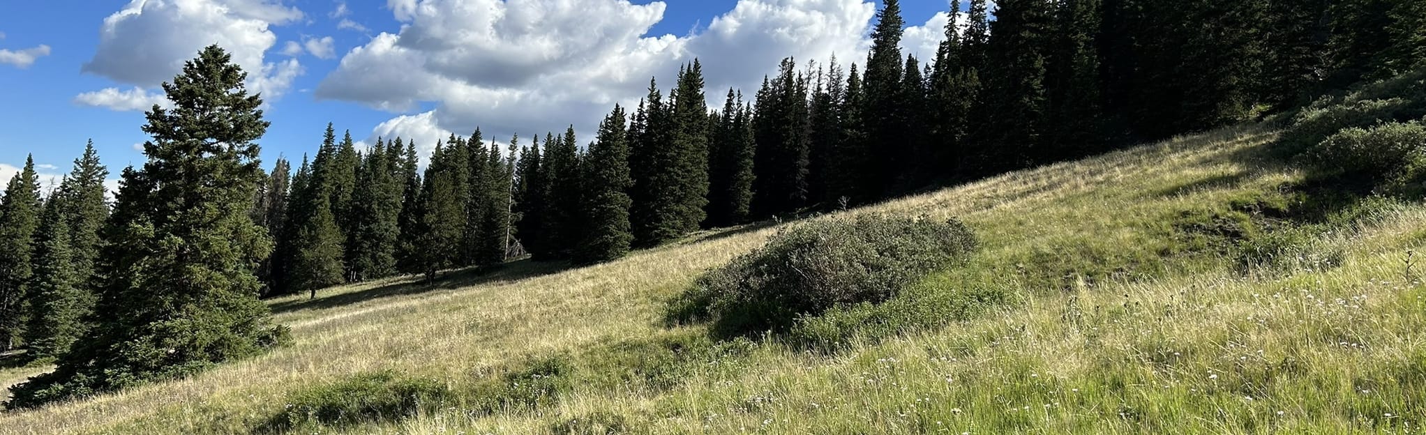East and West Buffalo Peaks Loop: 19 Reviews, Map - Colorado | AllTrails