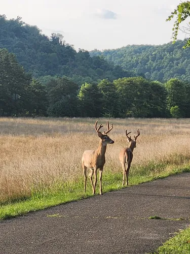 Riverfront Paths: 5 Beautiful Hiking Trails in Moundsville - West Virginia