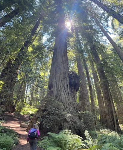 Best Hikes and Trails in Del Norte Coast Redwood State Park | AllTrails