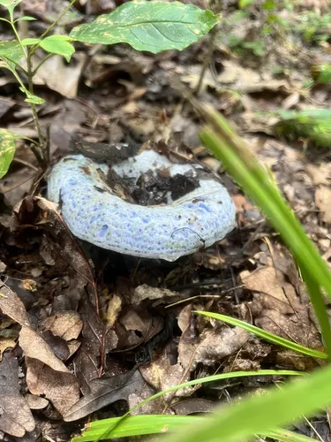 2023 Best Wildlife Trails in Cerulean AllTrails