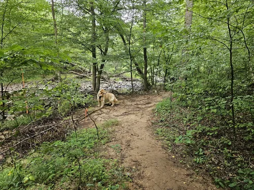 Best Hikes and Trails in Johnston Mill Nature Preserve | AllTrails