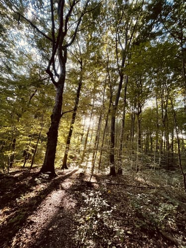 Bummelkuppenweg (kurz)
