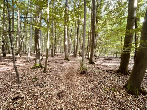Bummelkuppenweg (kurz)