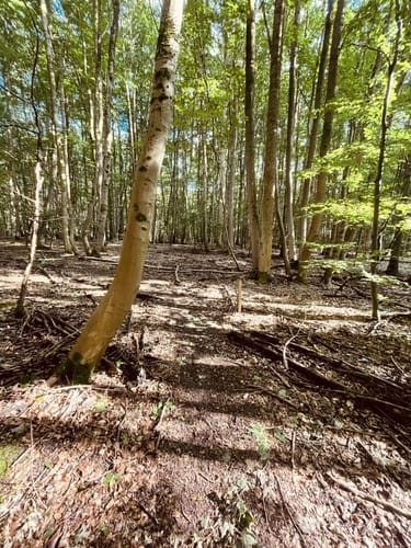 Bummelkuppenweg (kurz)