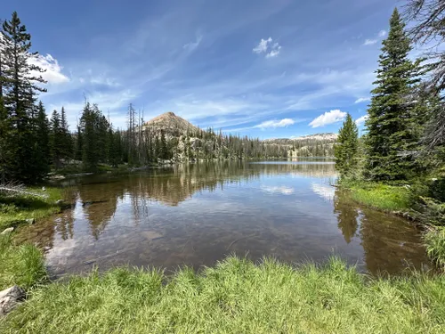 se permiten perros en el bosque nacional uinta wasatch cache