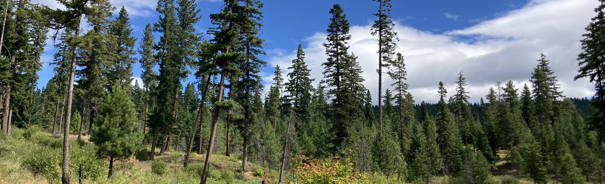 Cle Elum Ridge via Ewok and Crooked Tree Trail, Washington - 113 ...