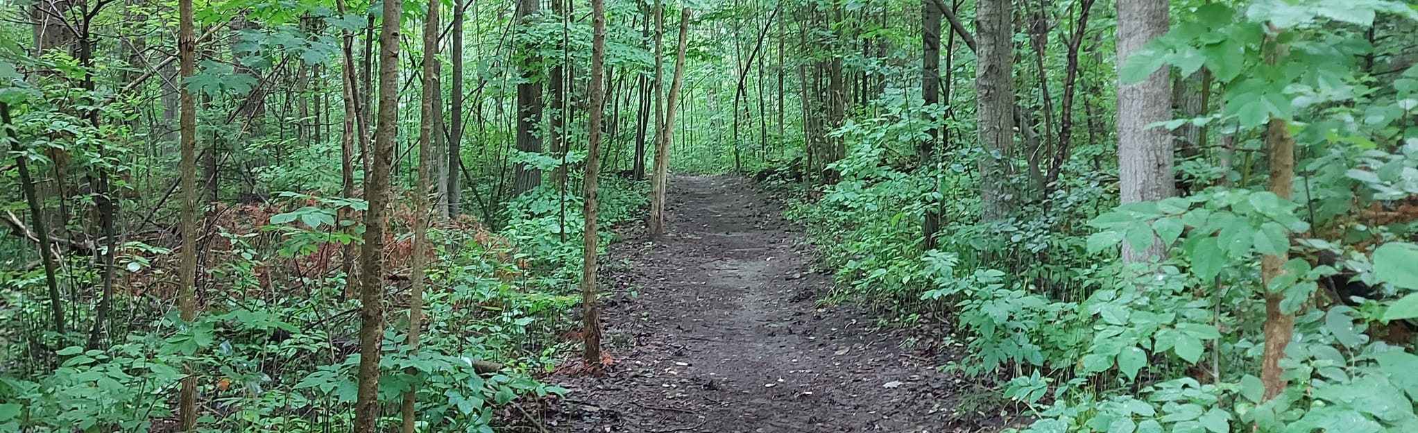 Brown Hill Tract Skunk Loop 138 Reviews, Map Ontario, Canada AllTrails