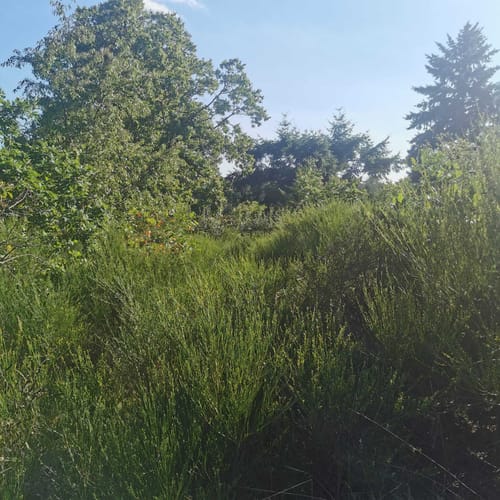 Rodenbach - Rundwanderweg Eichhörnchen