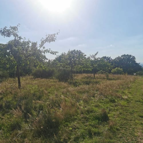 Rodenbach - Rundwanderweg Eichhörnchen