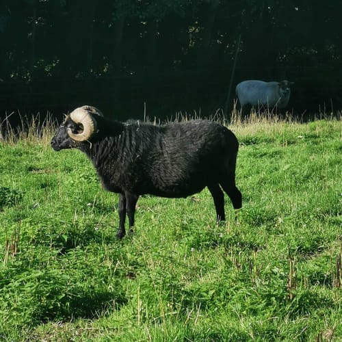 Rodenbach - Rundwanderweg Eichhörnchen