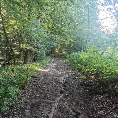 Rodenbach - Rundwanderweg Eichhörnchen