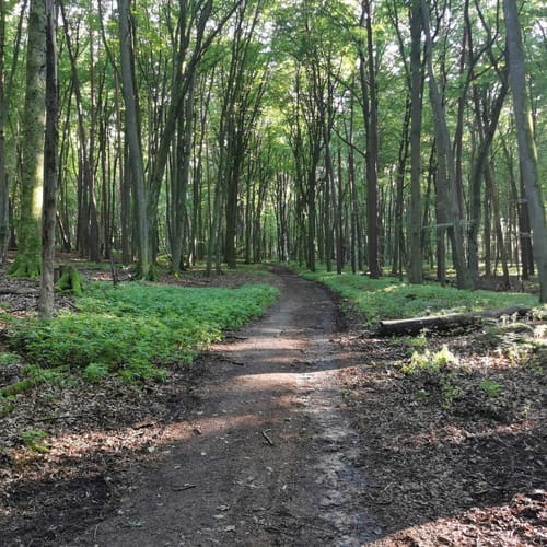 Rodenbach - Rundwanderweg Eichhörnchen