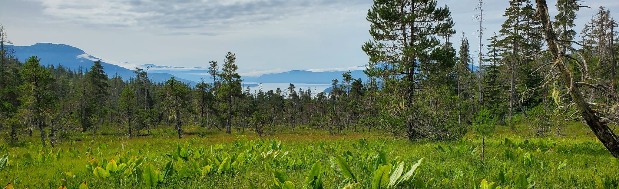 Spaulding Meadows Trail, Alaska - 71 Reviews, Map | AllTrails