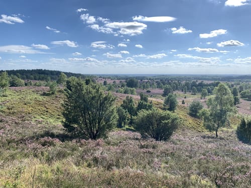 Totes Holz und lebendige Heide
