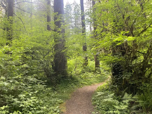 Best Easy Trails in Silver Falls - EyJidWNrZXQiOiJhc3NldHMuYWxsdHJhaWxzLmNvbSIsImtleSI6InVwbG9hZHMvcGhvdG8vaW1hZ2UvNjM4NjU5OTkvZTM4MmNmMmZiODAwN2I5YzU0MTNiMmZlMjhkM2IxZWMuanBnIiwiZWRpdHMiOnsidG9Gb3JtYXQiOiJ3ZWJwIiwicmVzaXplIjp7IndpZHRoIjo1MDAsImhlaWdodCI6NTAwLCJmaXQiOiJpbnNpZGUifSwicm90YXRlIjpudWxsLCJqcGVnIjp7InRyZWxsaXNRdWFudGlzYXRpb24iOnRydWUsIm92ZXJzaG9vdERlcmluZ2luZyI6dHJ1ZSwib3B0aW1pc2VTY2FucyI6dHJ1ZSwicXVhbnRpc2F0aW9uVGFibGUiOjN9fX0=
