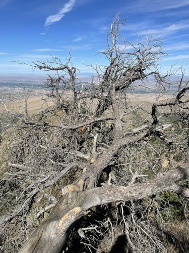 Domingo Baca and La Luz Loop, New Mexico - 21 Reviews, Map