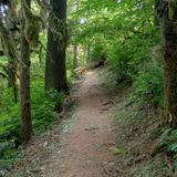 The Old Growth Trail, Oregon - 552 Reviews, Map | AllTrails